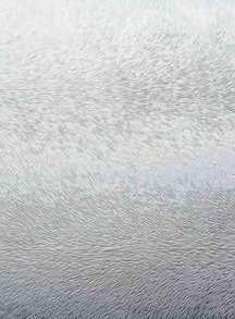 Шиншила бесцветный