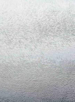 Шиншила бесцветный