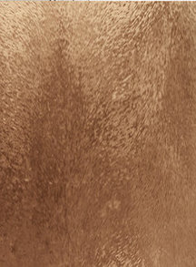 Шиншила бронза