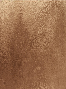 Шиншила бронза